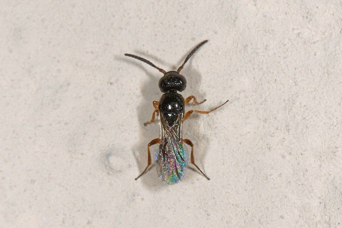 Scelionidae: Sparasion sp?